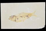 Bargain, Fossil Fish (Knightia) - Wyoming #126031-1